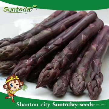 Suntoday vegetable F1 assorted fresh Europe high times vegetable hybrid seed catalogue for sale green asparagus seeds(A44003)